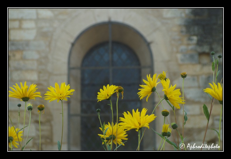 012 Fleurs